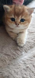 British shorthair kitten ( the last one ), Kater, Gechipt, 0 tot 2 jaar