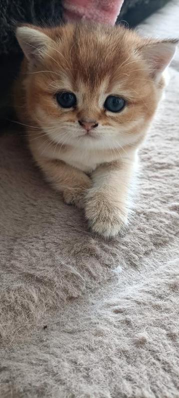 British shorthair kitten ( the last one )  beschikbaar voor biedingen