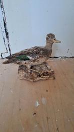 Opgezette Eend Taxidermie, Ophalen of Verzenden, Zo goed als nieuw, Vogel, Opgezet dier