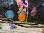 Aquatlantis Aquarium 100 + Vissen, Dieren en Toebehoren, Vissen | Aquaria en Toebehoren, Ophalen of Verzenden, Gevuld zoetwateraquarium