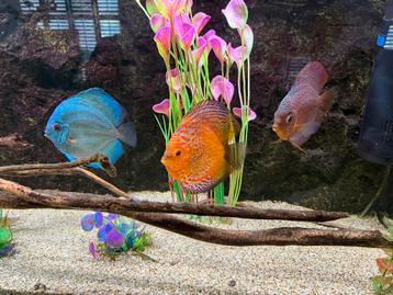 Aquatlantis Aquarium 100 zonder vissen beschikbaar voor biedingen