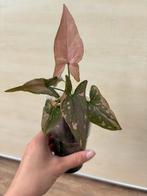 Syngonium pink splash, Huis en Inrichting, Ophalen of Verzenden