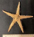 Zeester, Verzamelen, Ophalen of Verzenden