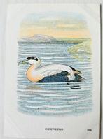 Albumplaatje (Eidereend) Vogelalbum 2, Ophalen of Verzenden, Overige typen
