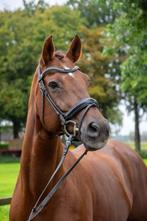 Fijn Z1 dressuurpaard – 15 jaar, 1.65 m, donker vos, Dieren en Toebehoren, Paarden, Merrie, Z, Gechipt, Dressuurpaard