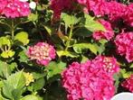 Hortensia, Tuin en Terras, Planten | Tuinplanten, Ophalen, Vaste plant, Overige soorten, Halfschaduw