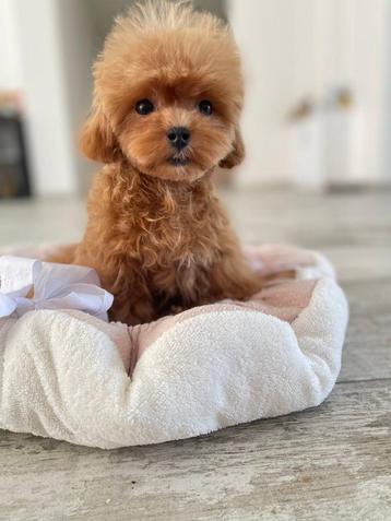 Exclusieve Maltipoo TeaCup teefje pup beschikbaar voor biedingen