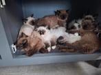 Ragdoll kittens te koop, Dieren en Toebehoren, Katten en Kittens | Raskatten | Langhaar, Meerdere dieren, Gechipt, 0 tot 2 jaar