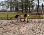 Falabella hengstje gunstig geprijst ivm stallen te kort, Dieren en Toebehoren, Pony's, Merrie, A pony (tot 1.17m), 0 tot 2 jaar