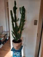 Grote cactus met terracotta pot., Ophalen, Cactus, Volle zon, Minder dan 100 cm