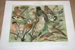 Antieke kleurenlitho's - Verschillende soorten zangvogels !!, Ophalen of Verzenden