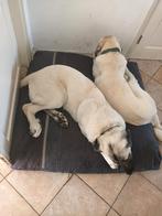 2 kangels / turkse herder gecastreerd, 15 weken tot 1 jaar, Meerdere, Nederland, Particulier