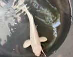 De laatste&mooiste JAPANSE platinum ogon ginrin 15-16 cm !!, Dieren en Toebehoren, Vissen | Vijvervissen, Karper of Koi