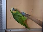 Blauw voorhoofd amazone papagaai, Dieren en Toebehoren, Vogels | Parkieten en Papegaaien, Geslacht onbekend, Papegaai, Geringd
