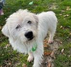 Balou  zoekt baasje, Dieren en Toebehoren, Particulier, Rabiës (hondsdolheid), 15 weken tot 1 jaar, Reu