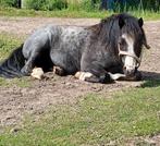 Leuke welsh ruin, Ruin, Gechipt, 3 tot 6 jaar