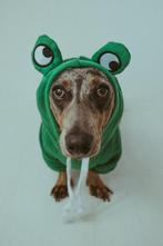 Set accessoires voor hond of kat, Ophalen, Zo goed als nieuw