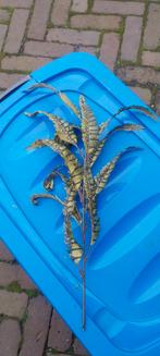 Decoratietak met opvallende bladeren, Ophalen of Verzenden, Gebruikt