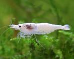 NIEUW SOORT! Snowstorm neocaridina. Zelfzaam!, Kreeft, Krab of Garnaal, Zoetwatervis, Schoolvis