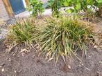 Siergras, Tuin en Terras, Planten | Tuinplanten, Ophalen, Zomer, Siergrassen, Volle zon