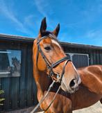 Super brave dressuur merrie te koop!, Dieren en Toebehoren, Merrie, Dressuurpaard
