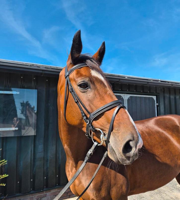 Fokmerrie te koop!, Dieren en Toebehoren, Paarden, Merrie, Dressuurpaard