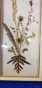 wandschilderij met droog bloemen, Ophalen of Verzenden, 'T Olde Gre-j, Info@toldegrej.nl, Endepoelstraat 20f Didam