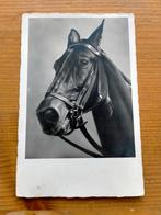 Paard  1937, Gelopen, Ophalen of Verzenden, Natuur, 1920 tot 1940