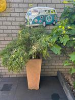 Bamboe, Tuin en Terras, Ophalen, Zo goed als nieuw