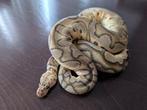Koningspython - Python Regius - Pastel Clown, Slang, 0 tot 2 jaar