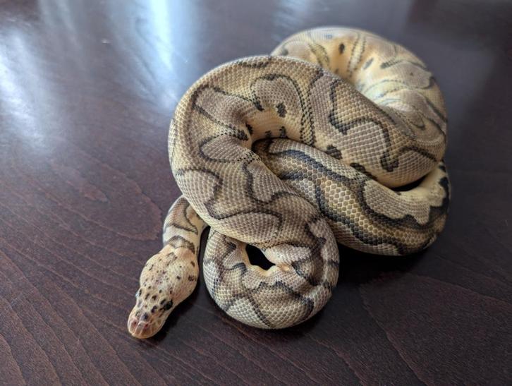 Koningspython - Python Regius - Pastel Clown, Dieren en Toebehoren, Reptielen en Amfibieën, Slang, 0 tot 2 jaar