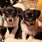 Jack russel pups, Dieren en Toebehoren, Honden | Jack Russells en Terriërs, Jack Russell Terriër, CDV (hondenziekte), 8 tot 15 weken