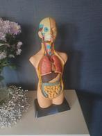 Anatomisch torso model 50 cm h, Ophalen of Verzenden