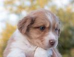 Te koop puppy  kruising stabij. Australian Shepherd., Dieren en Toebehoren, Overige rassen, 8 tot 15 weken, Meerdere, Meerdere dieren