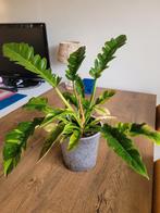 Philodendron 'Golden Ring of Fire' - Zeldzame kamerplant, Huis en Inrichting, Kamerplanten, Ophalen, Overige soorten, Halfschaduw