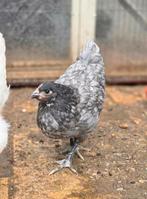 Australorp groot hennen 2 mnd, Dieren en Toebehoren, Pluimvee, Vrouwelijk, Kip