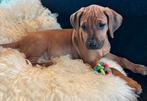 Rhodesian Ridgeback pups met F.C.I. stamboom, Overige rassen, CDV (hondenziekte), 8 tot 15 weken, Meerdere