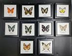Opgezette vlinder in lijst, Verzamelen, Dierenverzamelingen, Nieuw, Opgezet dier, Ophalen of Verzenden, Insect