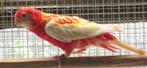 rubino rosella's, Dieren en Toebehoren, Meerdere dieren, Parkiet, Geringd