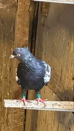 Duiven hoogfiegen sinesiya, Dieren en Toebehoren, Vogels | Overige Vogels, Meerdere dieren