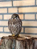 Europese torenvalk, Mannelijk, Wildzangvogel