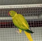 Halsband parkieten overjarig, Meerdere dieren, Parkiet