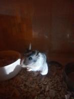 Woestijnrat, Oktober, Vrouwelijk, Rat