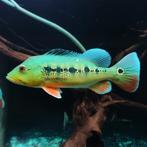 Gezocht! Cichla melaniea, Vis