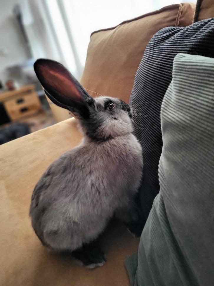 Duitse reuzen, Dieren en Toebehoren, Konijnen, Groot, Meerdere dieren