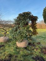 Imposante Rhodondendrons. Hoogte ca 2,50m., Tuin en Terras, Planten | Bomen, Ophalen, Halfschaduw, Overige soorten