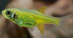 Rasbora kubotai, Rasbora groen, Rasbora yellow rasbora, Vis, Zoetwatervis