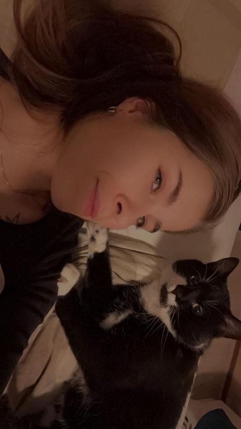Nieuw huisje voor lapjeskat, Dieren en Toebehoren, Katten en Kittens | Dekkaters, 3 tot 5 jaar