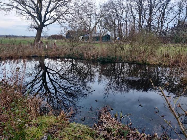 Groot aantal goudwindes te koop aangeboden, Dieren en Toebehoren, Vissen | Vijvervissen, Baars of Goudwinde