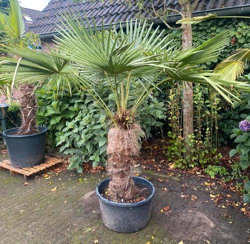 Mooie palmboom, palm, Trachycarpus Fortunei, winterhard, Tuin en Terras, Planten | Bomen, Palmboom, 100 tot 250 cm, Volle zon